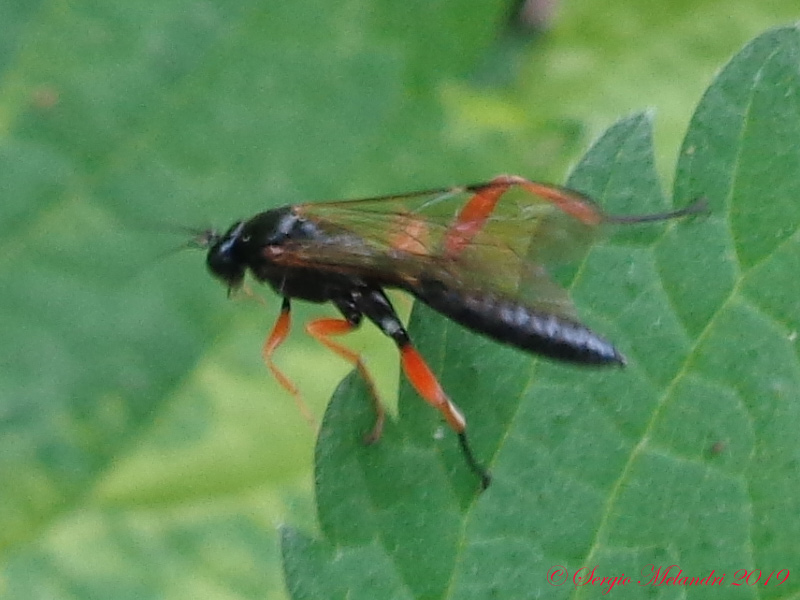 Ichneumonidae da ID